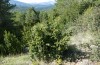 Synephippius oblongus: Habitat (Spanien, Pyrenäen, SW Boltona, 1200m, Mitte September 2021) [N]