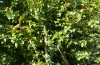 Synephippius oblongus: Female in a Buxus shrub (Spain, Pyrenees, SW of Boltona, 1200m, mid-September 2021) [N]