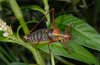 Barbitistes obtusus: Männchen (Tessin) [N]