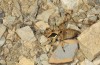 Anadrymadusa ornatipennis: Female larva (Greece, Samos Island, Moni Vronda, May 2017) [N]