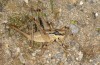 Anadrymadusa ornatipennis: Weibchen (Samos, Larve Mai 2018) [S]
