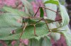 Calliphona palmensis: Female (La Palma) [N]