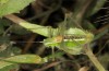 Poecilimon pergamicus: Männchen (Lesbos, Moria, Mitte Mai 2019) [N]