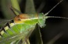 Poecilimon pergamicus: Male (Greece, Lesbos Island, Moria, mid-May 2019) [N]