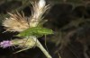 Poecilimon pergamicus: Weibchen (Lesbos, Moria, Mitte Mai 2019) [N]