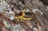 Coracinotus politus: Männchen (Spanien, Jaen, Siles, Anfang Oktober 2022) [N]