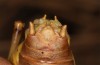 Coracinotus politus: Männchen (Spanien, Jaen, Siles, Anfang Oktober 2022) [M]