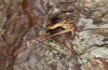 Coracinotus politus: Weibchen (Spanien, Jaen, Siles, Mitte November 2022) [N]