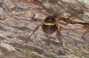 Coracinotus politus: Weibchen (Spanien, Jaen, Siles, Mitte November 2022) [N]