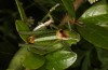 Poecilimon propinquus: Male (Greece, Euboea, Steni, 19. May 2022) [N]