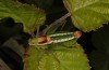 Poecilimon propinquus: Männchen (Griechenland, Euböa, Steni, 19. Mai 2022) [N]