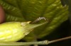 Poecilimon propinquus: Weibchen (Griechenland, Euböa, Steni, 19. Mai 2022) [M]