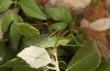 Isophya pyrenaea: Männchen (S-Frankreich, Ardèche, Ruoms, Anfang Juni 2023) [M]