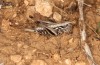 Ctenodecticus ramburi: Female (Spain, Jaen, Santiago de la Espada, late September 2022) [N]