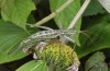 Saga rammei: Female (e.l. N-Greece, Alistrati, larva in early June 2019) [S]