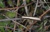 Yersinella raymondii: Männchen (S-Frankreich, S-Cevennen, Anfang Oktober 2014) [N]