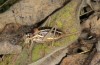 Ephippiger ruffoi: Weibchen (Italien, Gran Sasso, 1700m, Ende September 2016) [N]