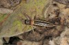 Ephippiger ruffoi: Weibchen (Italien, Gran Sasso, 1700m, Ende September 2016) [N]