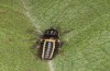 Ephippiger ruffoi: Männchen (Italien, Gran Sasso, 1700m, Ende September 2016) [N]