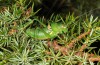 Uromenus rugosicollis: Male (Canigou, eastern Pyrenees, 1400m asl, mid-October 2013) [N]