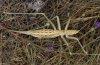 Saga hellenica: Weibchen