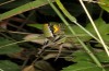 Eupholidoptera schmidti: Weibchen (Kroatien, Istrien, Brsec, Mitte Juli 2016) [N]
