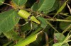 Eupholidoptera schmidti: Männchen (Kroatien, Istrien, Krsan, Mitte Juli 2016) [N]