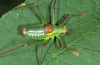 Male (Germany, SE-Baden-Württemberg, forest E of Aichstetten, July 2015)