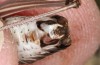 Anonconotus sibyllinus: Männchen (Italien, Monti Sibillini, Monte Sibilla, Ende September 2023) [M]