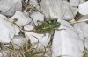 Anonconotus sibyllinus: Female (Italy, Monti Sibillini, Monte Sibilla, late September 2023) [N]