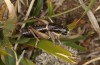 Anonconotus sibyllinus: Männchen (Italien, Monti Reatini, Monte Terminillo, Ende September 2023) [N]