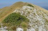 Anonconotus sibyllinus: Habitat (Italien, Monti Sibillini, Monte Sibilla, Ende September 2023) [N]