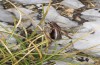 Anonconotus sibyllinus: Männchen (Italien, Monti Sibillini, Monte Sibilla, Ende September 2023) [N]