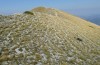 Anonconotus sibyllinus: Habitat (Italien, Monti Sibillini, Monte Sibilla, Ende September 2023) [N]