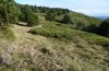 Antaxius sorrezensis: Habitat (Massif Central, Saint-Sauveur-Camprieu, Anfang Oktober 2014) [N]