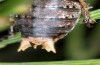 Antaxius sorrezensis: Male (France, Massif Central, Saint-Sauveur-Camprieu, early October 2014) [N]