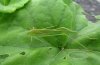 Phaneroptera sparsa: Imago