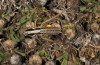 Pterolepis spoliata: Männchen (S-Spanien, Almeria, Cabo de Gata, Ende September 2017) [N]