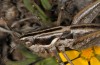 Pterolepis spoliata: Mnnchen (S-Spanien, Almeria, Cabo de Gata, Ende September 2017) [N]