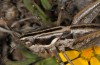 Pterolepis spoliata: Male (S-Spain, Almeria, Cabo de Gata, late September 2017) [N]