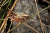 Platycleis stricta: Male (Italy, Abruzzes, Rocca di Cambio, late September 2016) [N]