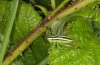 Pachytrachis striolatus: Weibliche Larve (Istrien, Ucka, Mitte Juli 2016) [N]