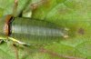Ephippiger terrestris: M�nnchen (Detail, Provence)