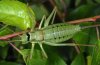 Ephippiger terrestris: Weibchen (Hoch-Provence)