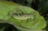 Ephippiger terrestris: M�nnchen (Hoch-Provence)