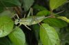 Ephippiger terrestris: Weibchen (Hoch-Provence)