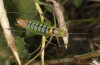 Poecilimon turcicus: Male (Greece, Lesbos Island, Kallonis, mid-May 2019) [N]