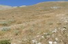 Parnassiana tymphrestos: Habitat (Mittelgriechenland, Mount Tymphristos, 1800m, Ende Juli 2025) [N]