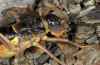 Baetica ustulata: Weibchen (Granada, Sierra Nevada, Ruta de Veleta, 2600m, Ende September 2017) [N]