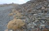 Baetica ustulata: Habitat (Spain, Andalusia, Sierra Nevada, 2600m, late September 2017) [N]